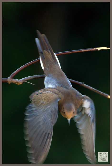 Mourning Dove -- (Zenaida macroura)